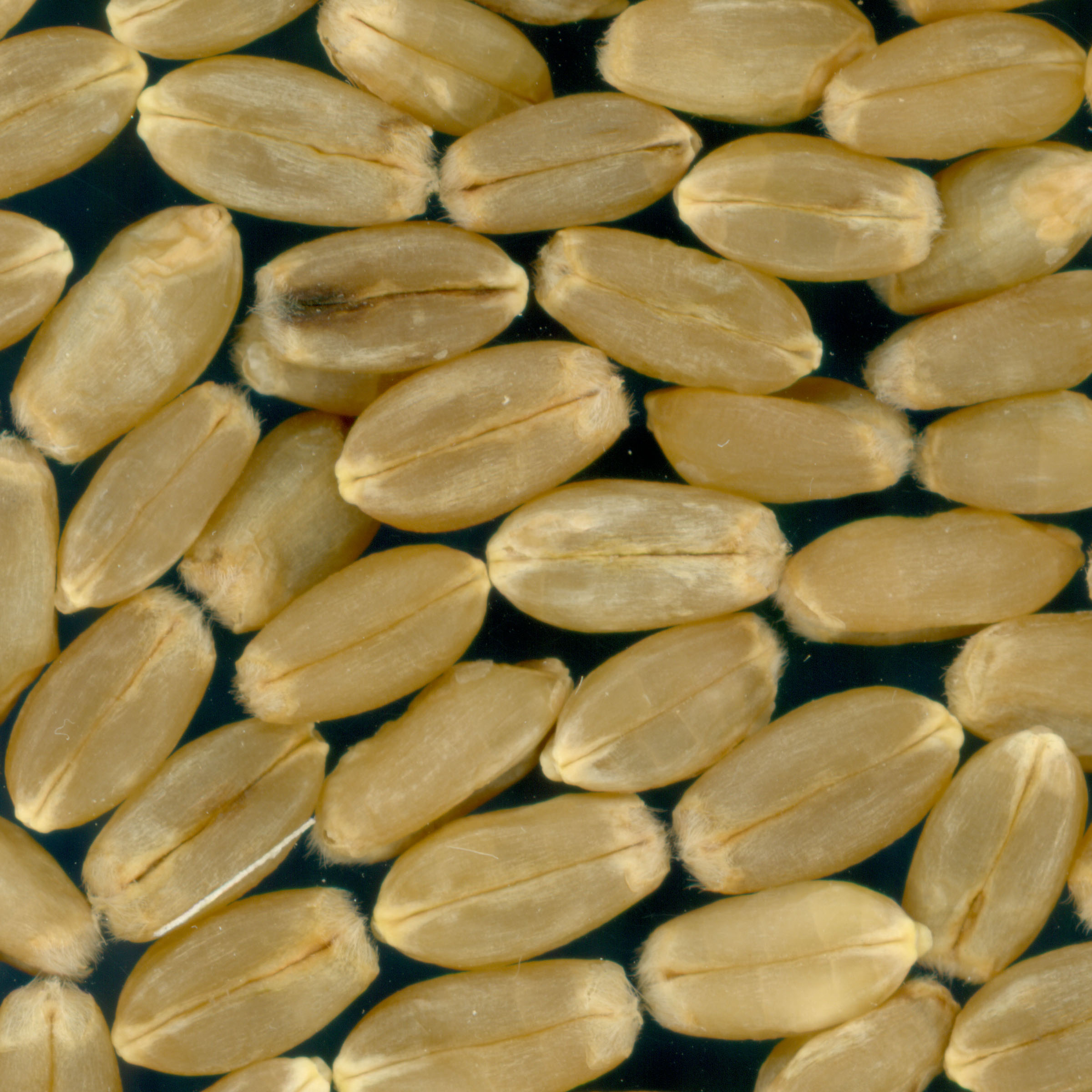 KERNELS
